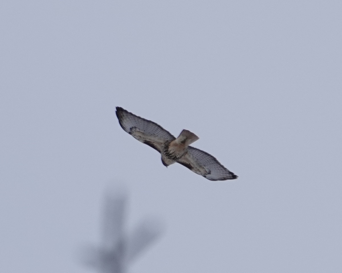 アカオノスリ - ML646987416