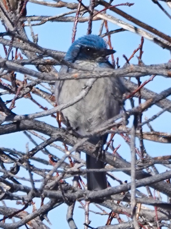 Woodhouse's Scrub-Jay - ML646987417