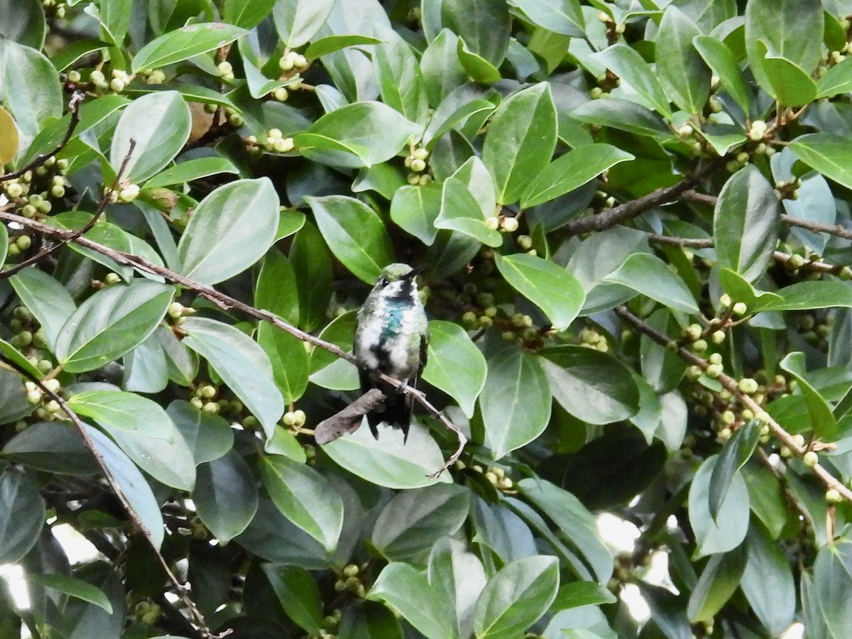 Green-breasted Mango - ML646987424