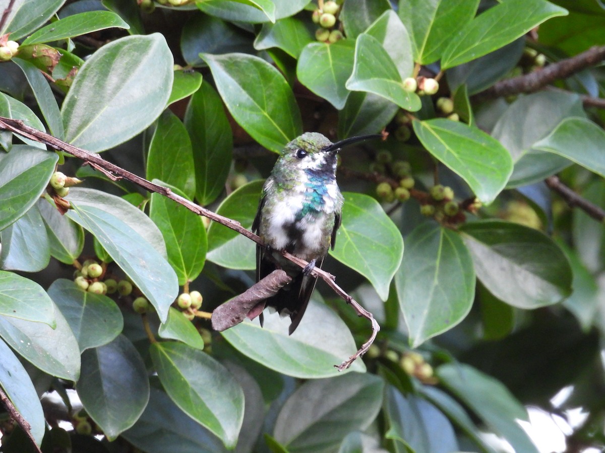 Green-breasted Mango - ML646987425