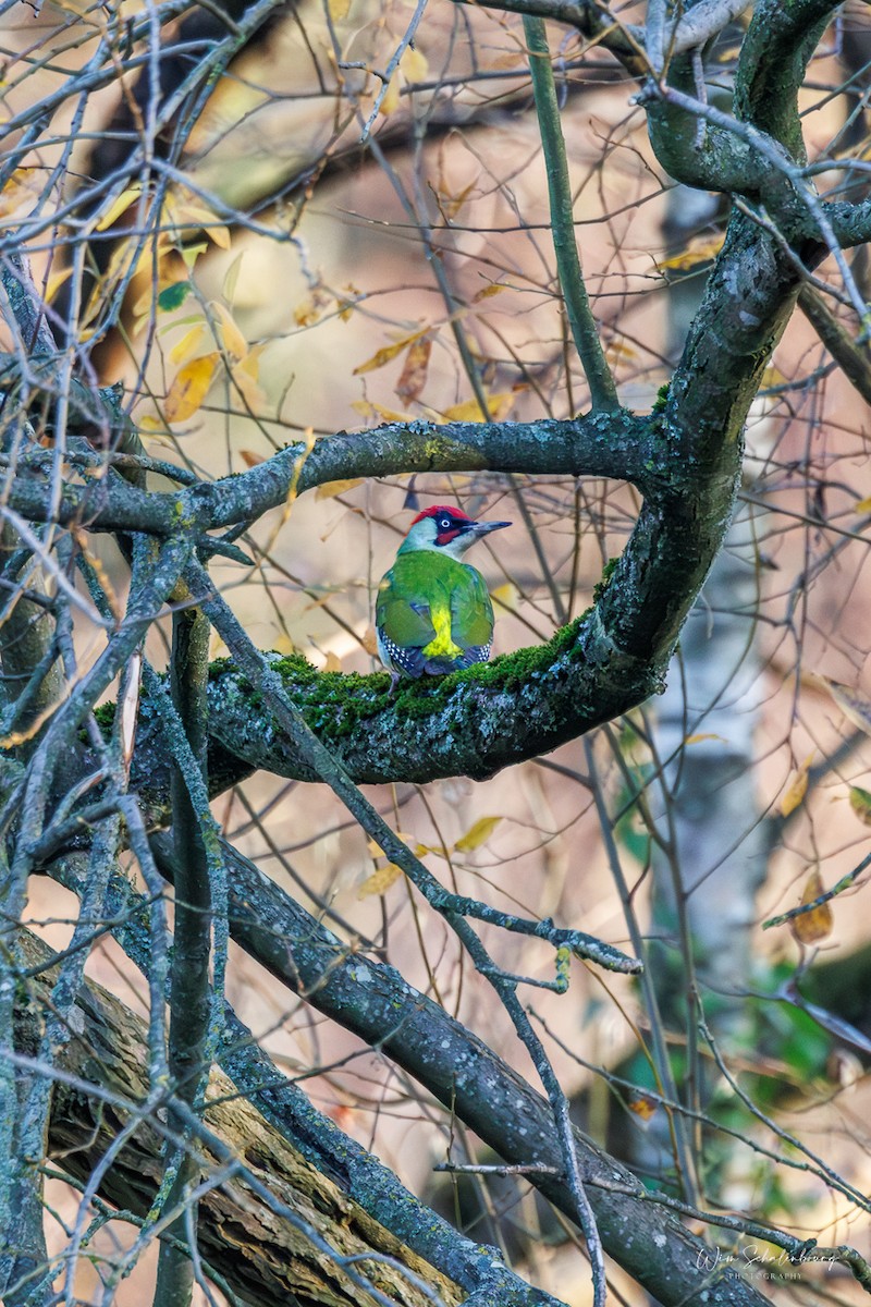 נקר ירוק - ML646987429