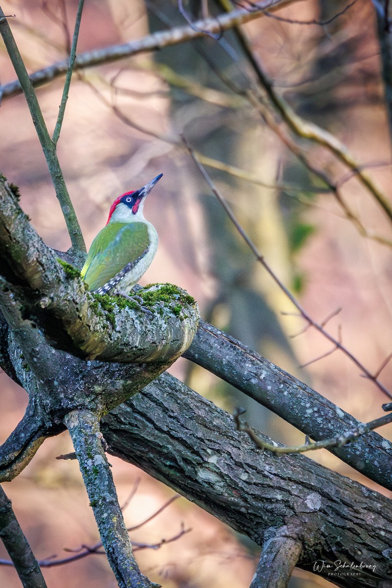 נקר ירוק - ML646987430