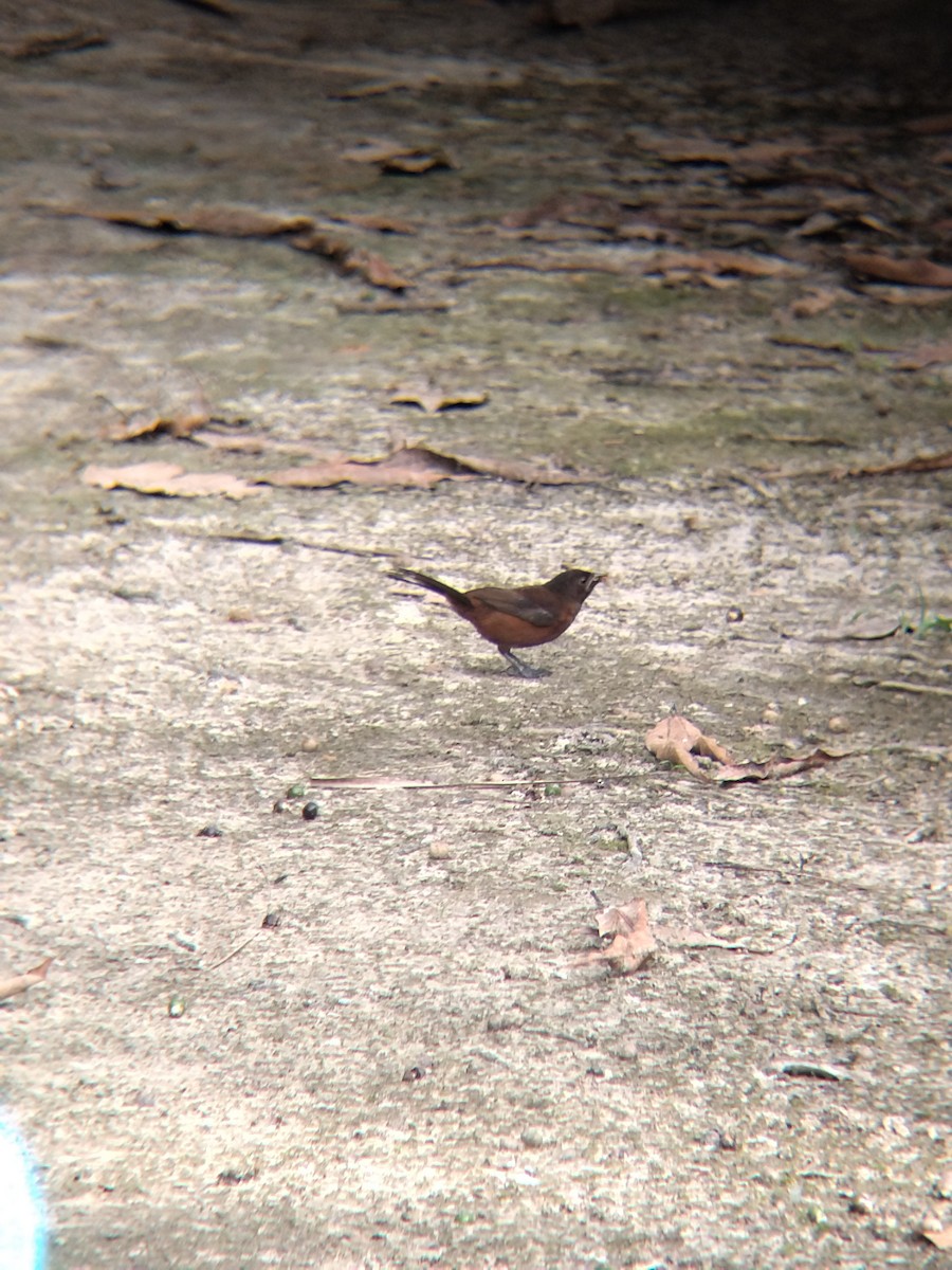 Silver-beaked Tanager - ML646987432