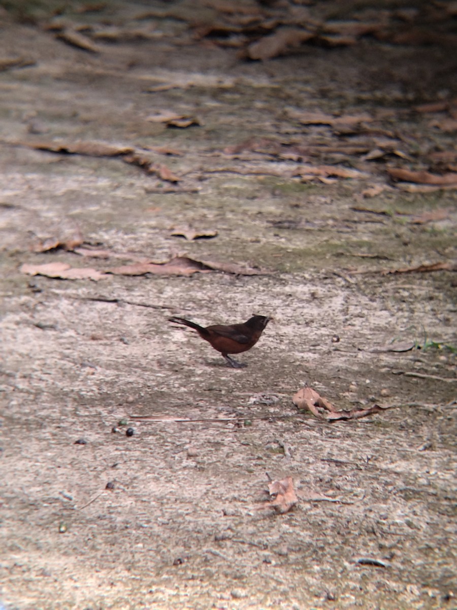 Silver-beaked Tanager - ML646987433