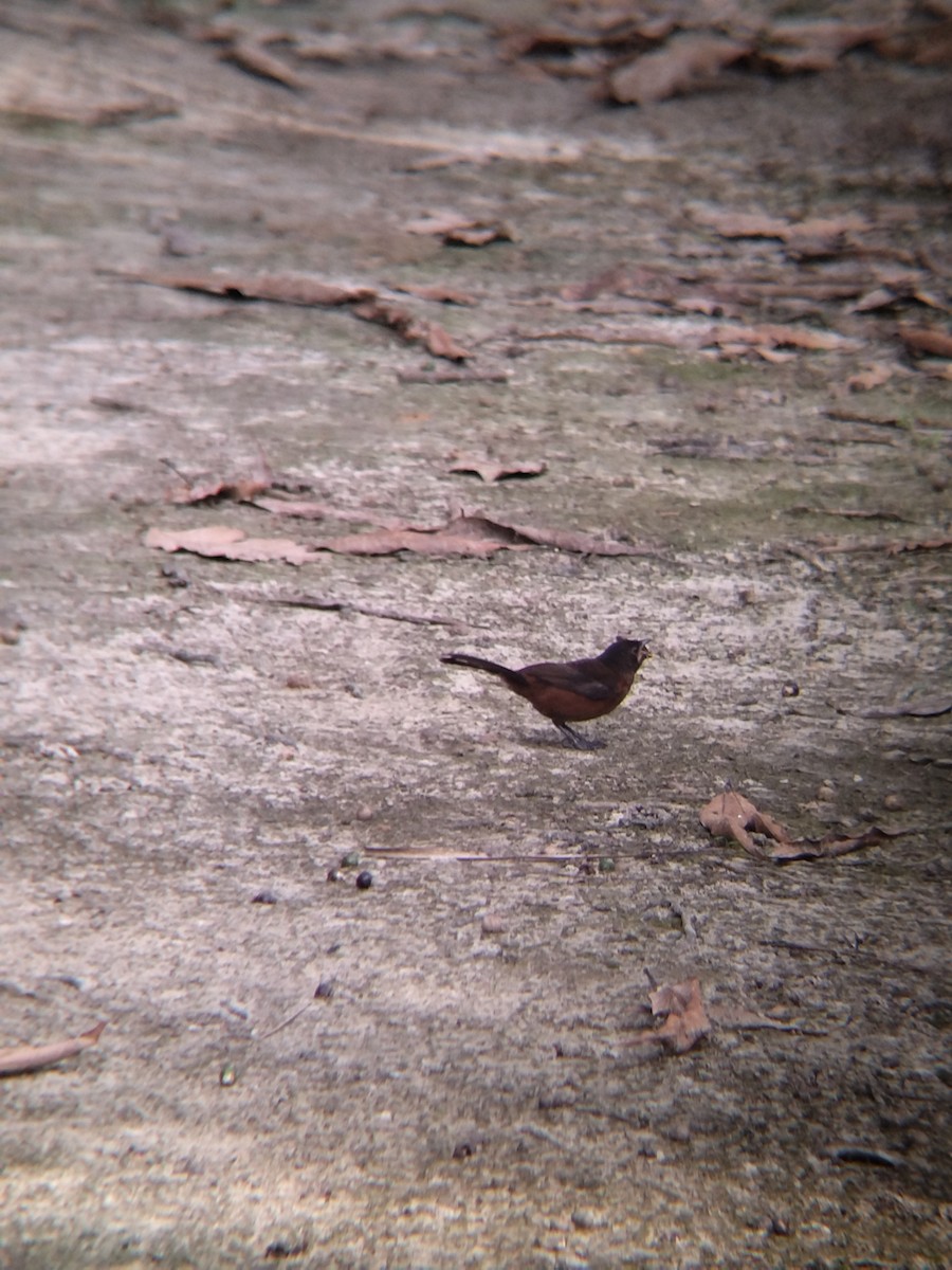 Silver-beaked Tanager - ML646987434