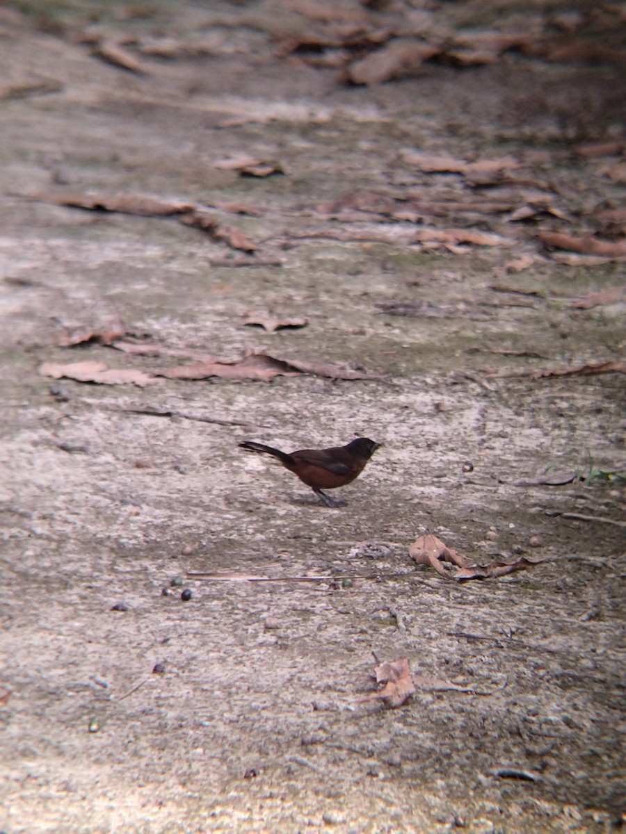 Silver-beaked Tanager - ML646987435