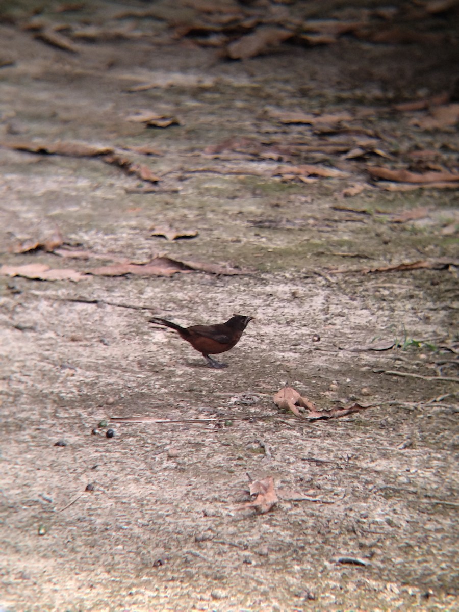 Silver-beaked Tanager - ML646987436