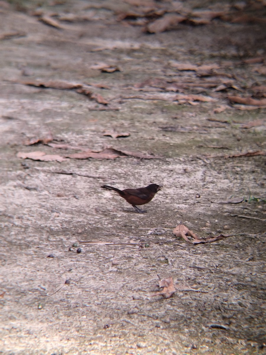 Silver-beaked Tanager - ML646987438