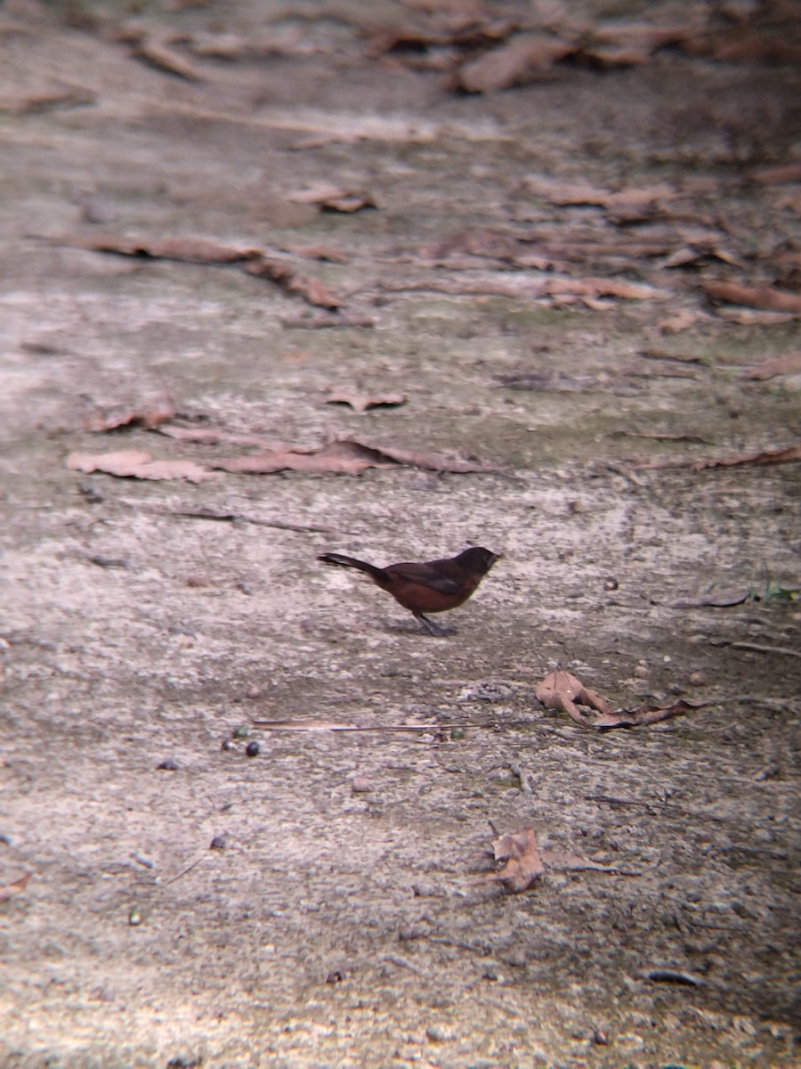 Silver-beaked Tanager - ML646987439