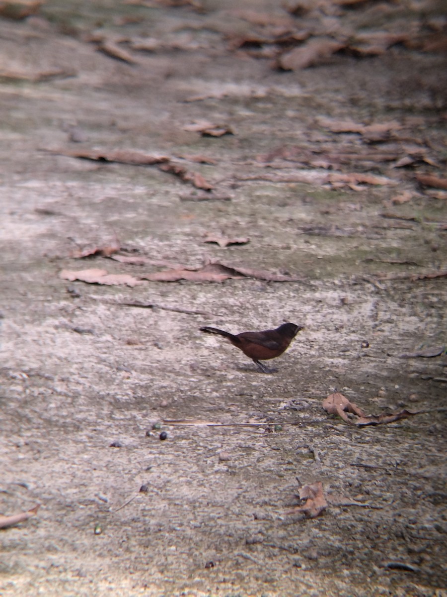 Silver-beaked Tanager - ML646987443