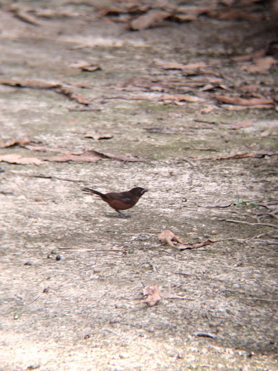 Silver-beaked Tanager - ML646987444