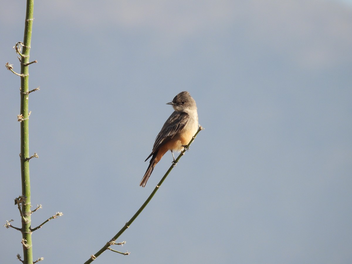 Zimtbauch-Phoebetyrann - ML646987445