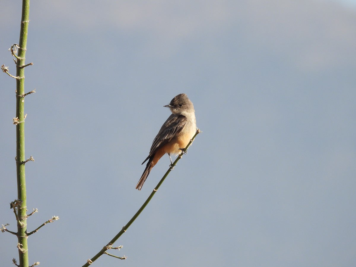 Zimtbauch-Phoebetyrann - ML646987446