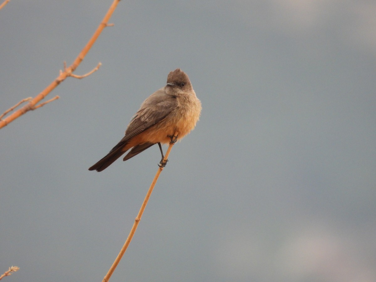 Zimtbauch-Phoebetyrann - ML646987447