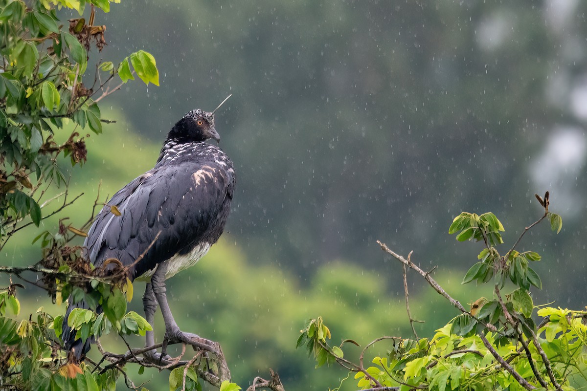 Chajá Añuma - ML646987448