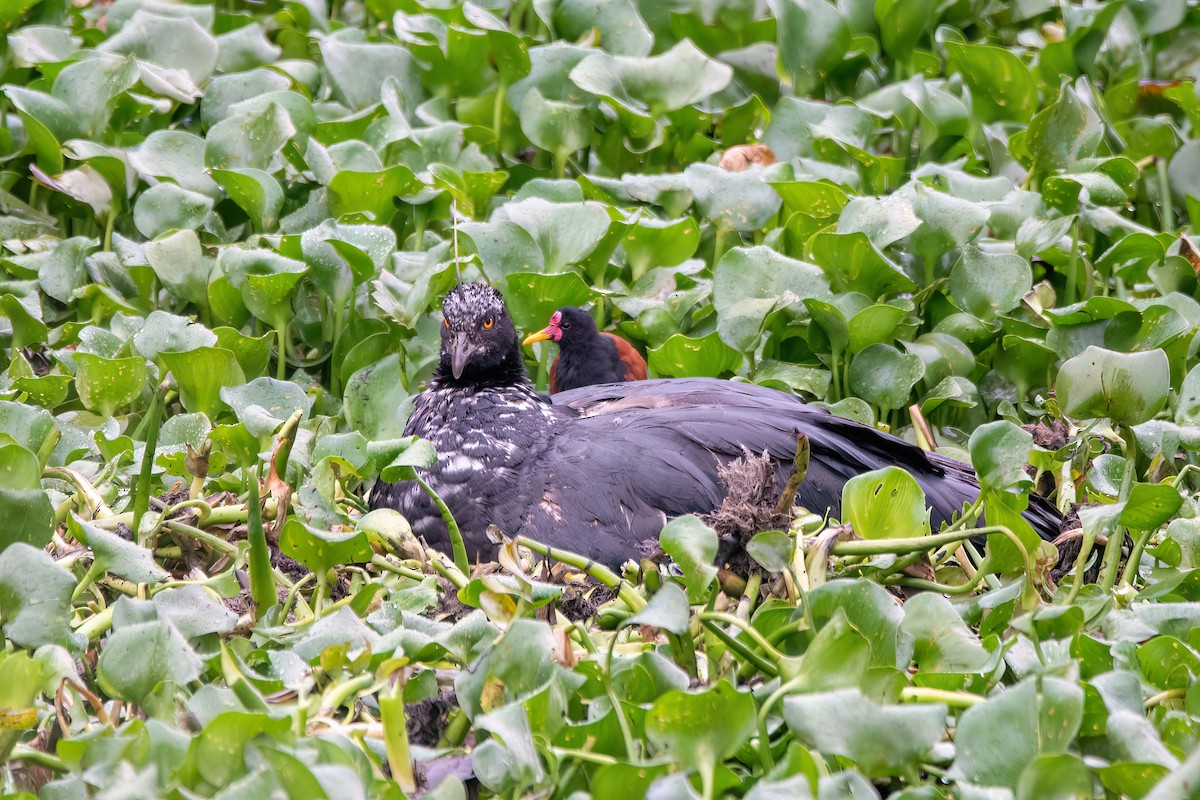 Chajá Añuma - ML646987451