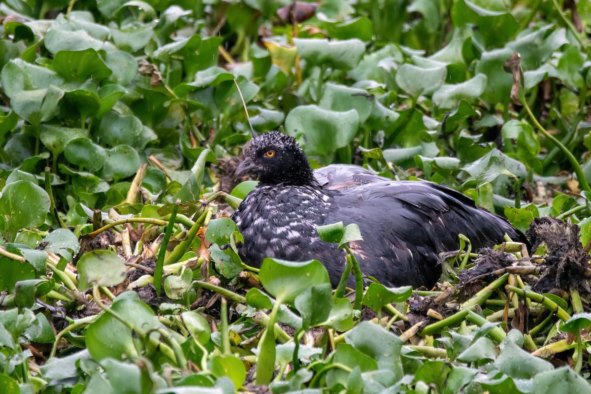 Chajá Añuma - ML646987452