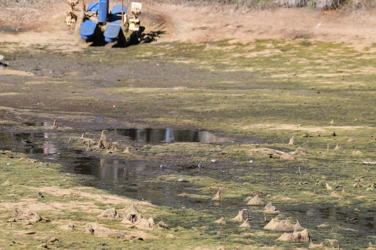 Wiesenstrandläufer - ML646987461