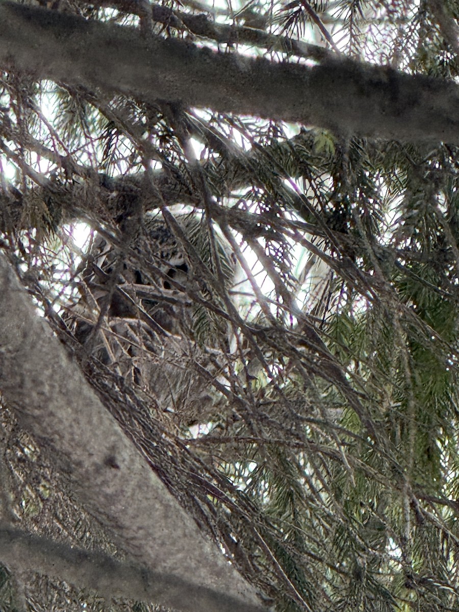 Boreal Owl - ML646987462