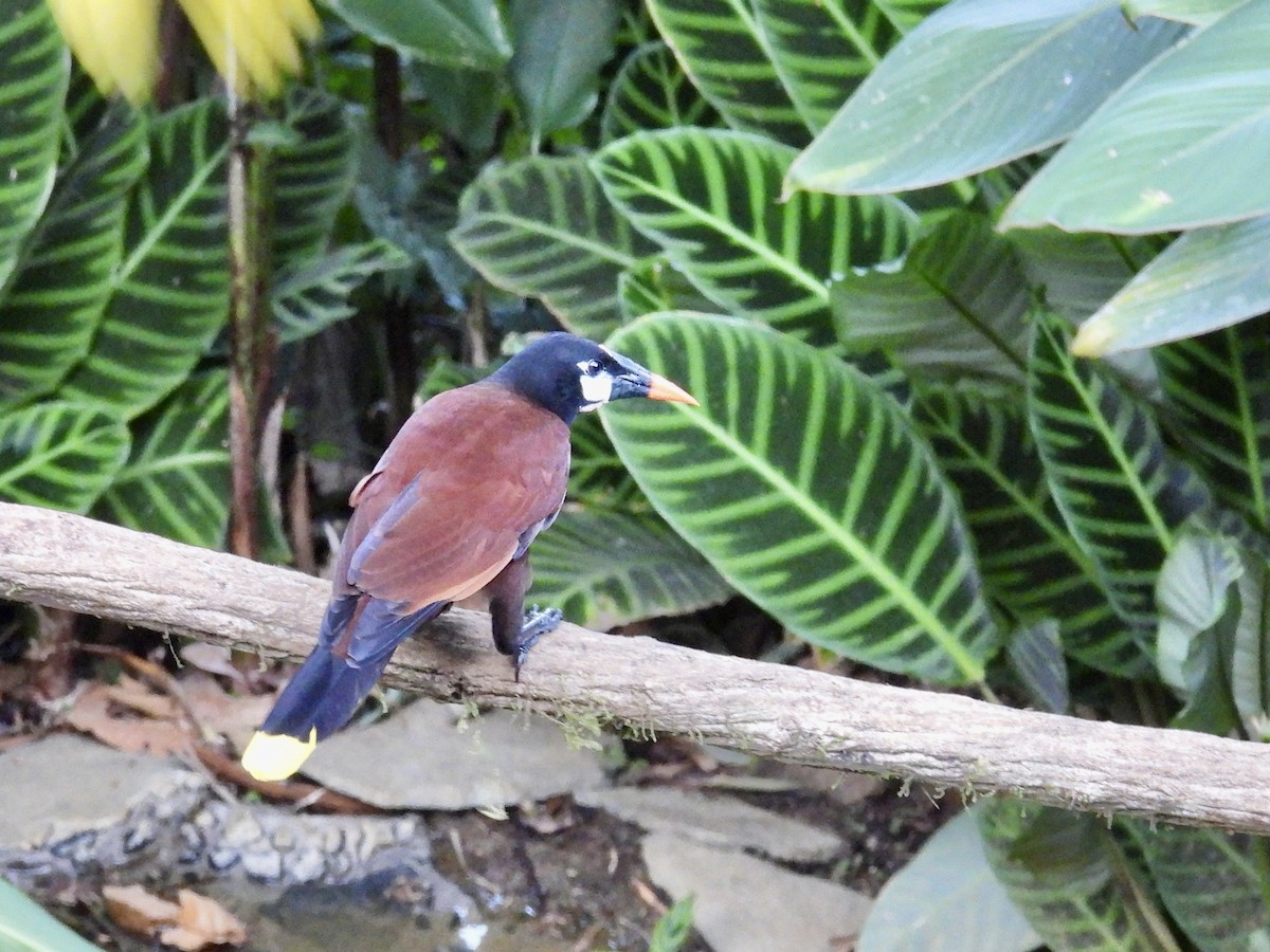 Montezuma Oropendola - ML646987463