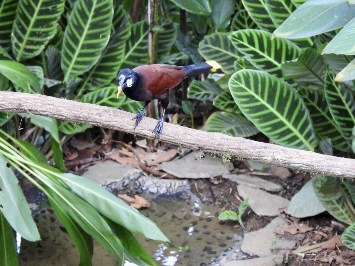 Montezuma Oropendola - ML646987464