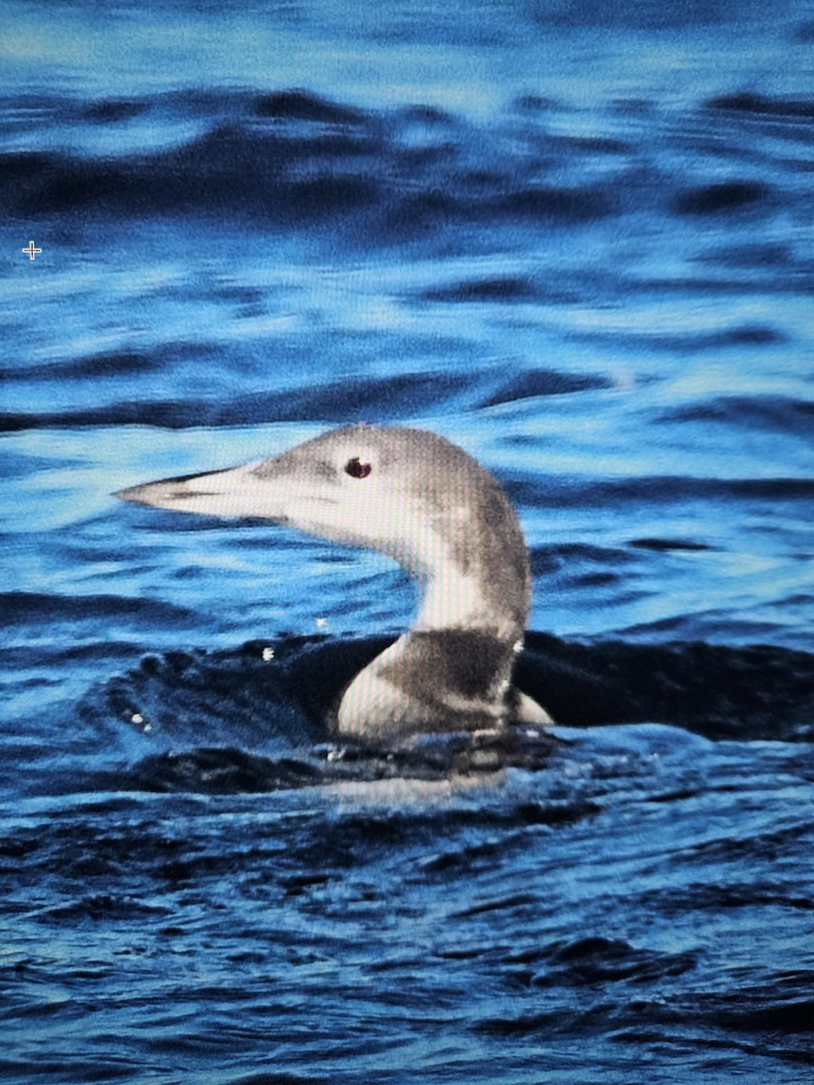 Черноклювая гагара - ML646987474