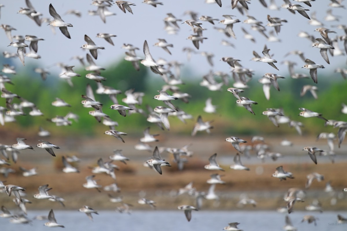 Tibetan Sand-Plover - ML646987475