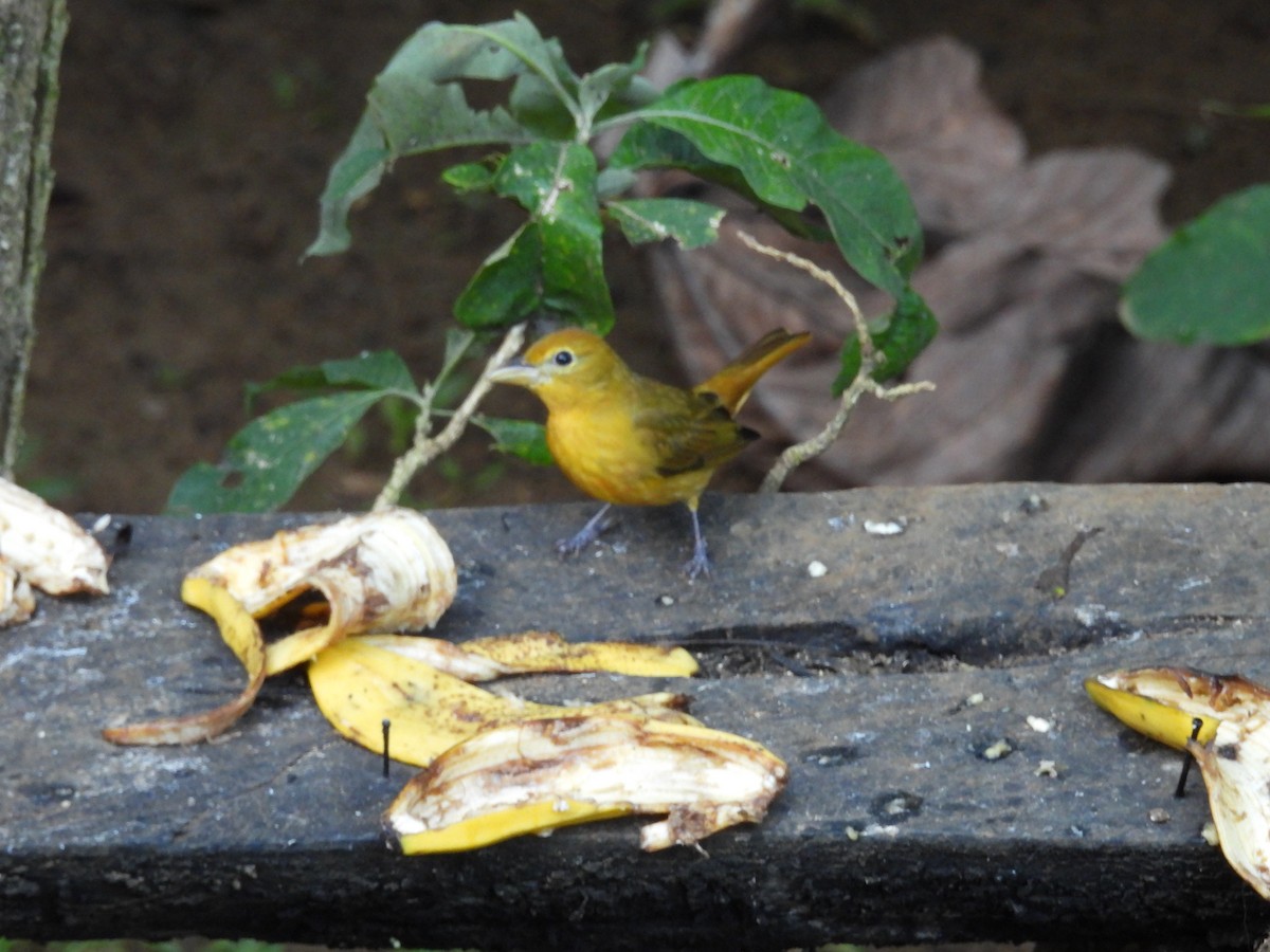 Summer Tanager - ML646987479