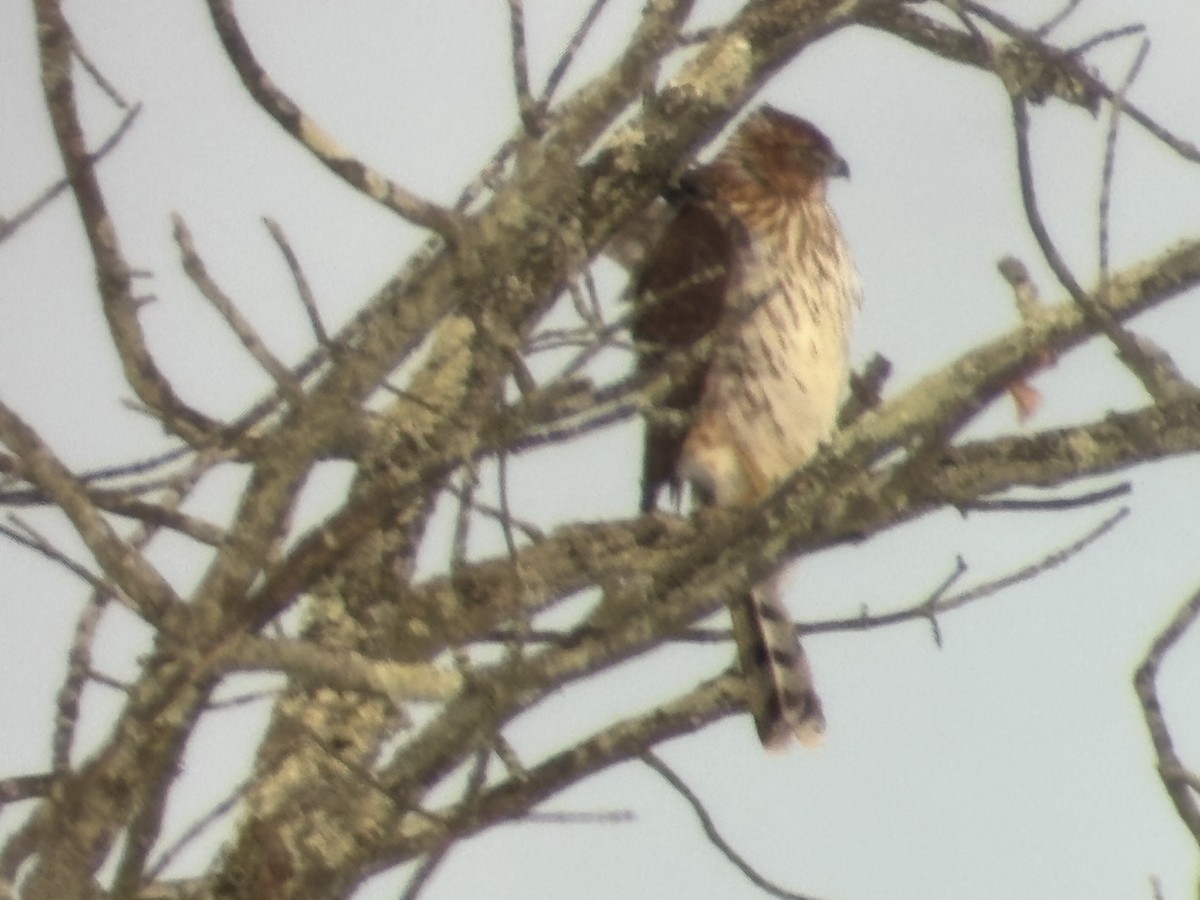 Куперов ястреб - ML646987484