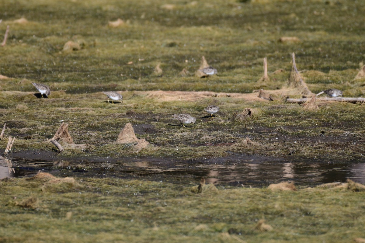Wiesenstrandläufer - ML646987486