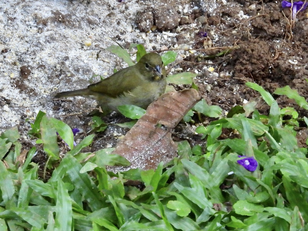 Yellow-faced Grassquit - ML646987492