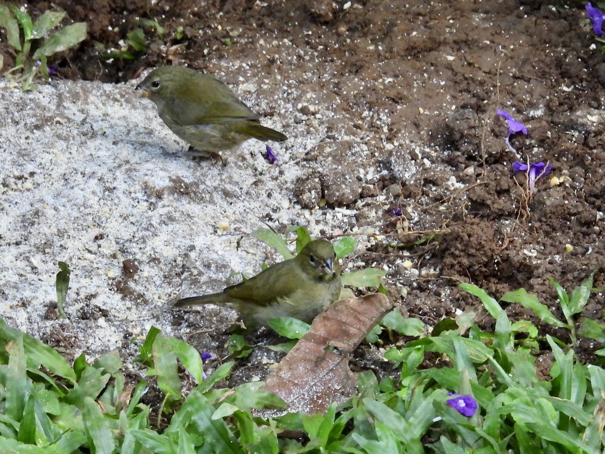 Yellow-faced Grassquit - ML646987493