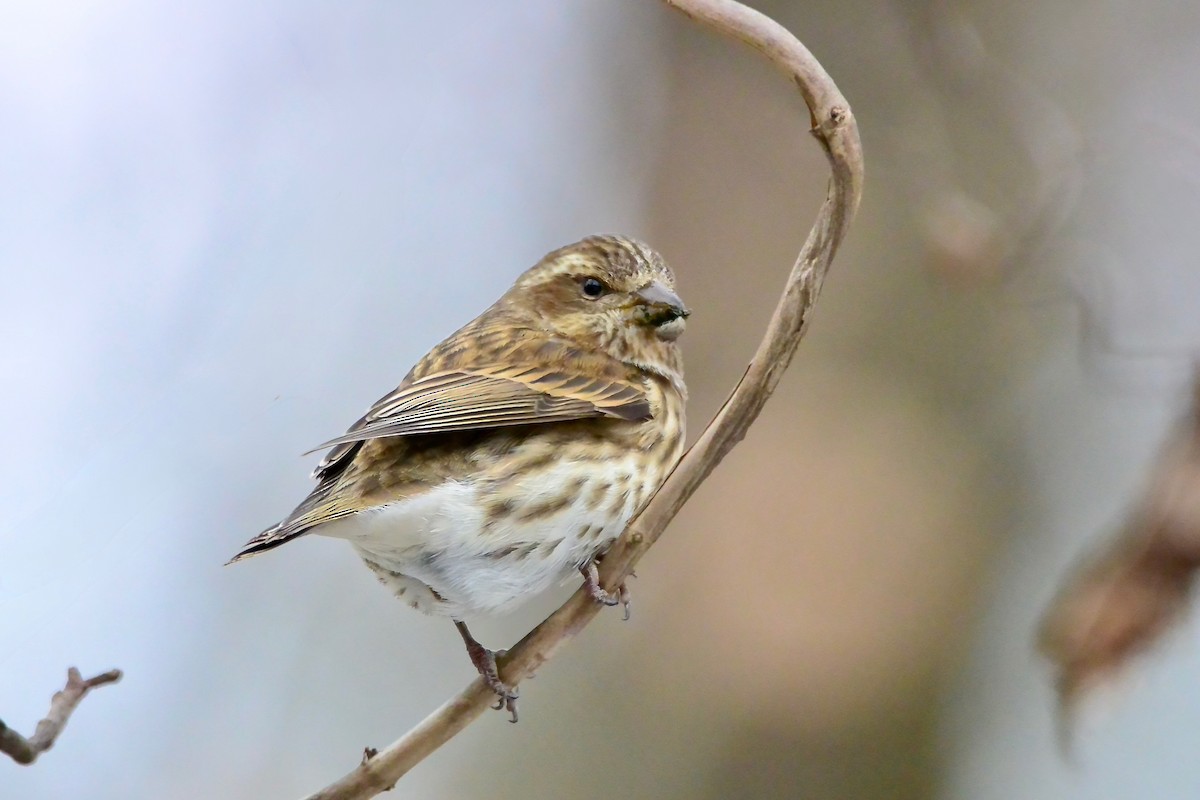 Purple Finch - ML646987494