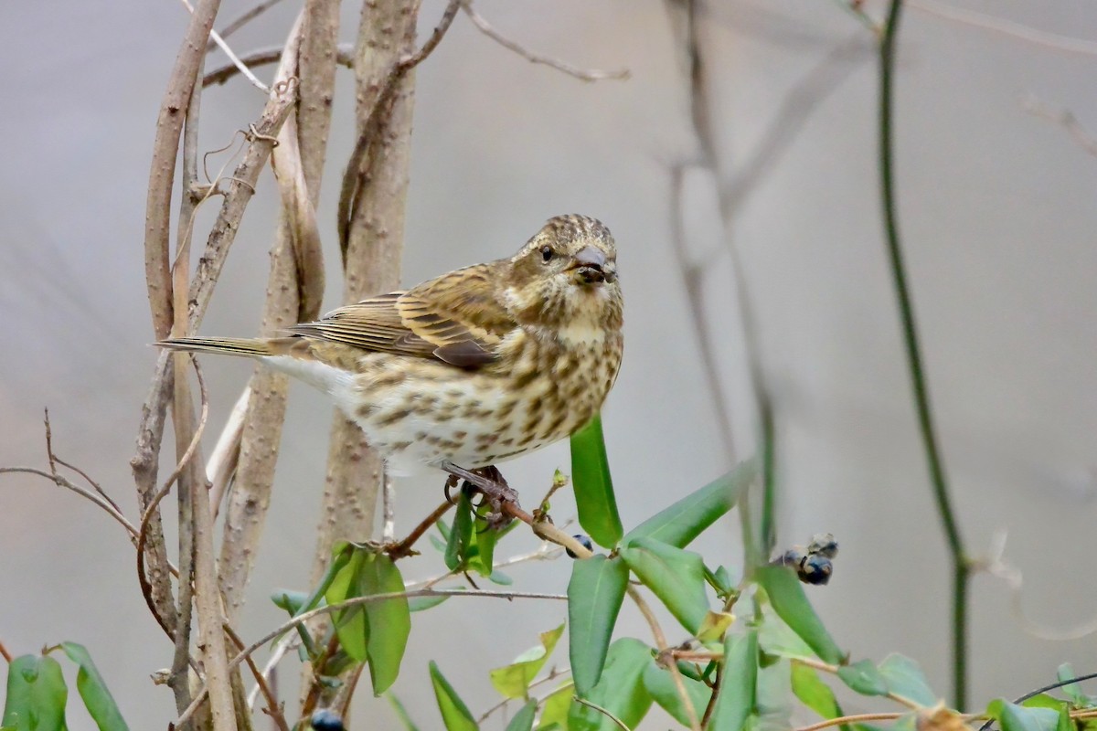 Purple Finch - ML646987495