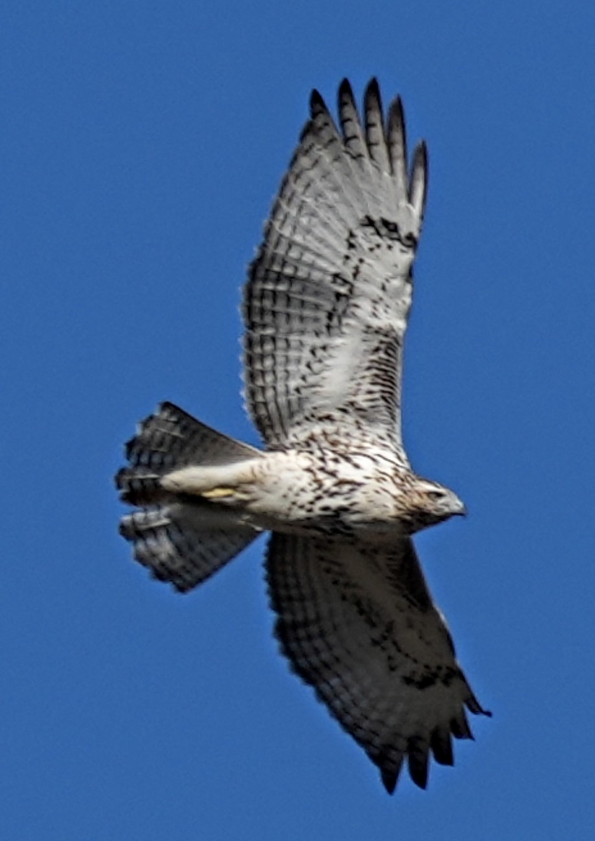 Red-tailed Hawk - ML646987501