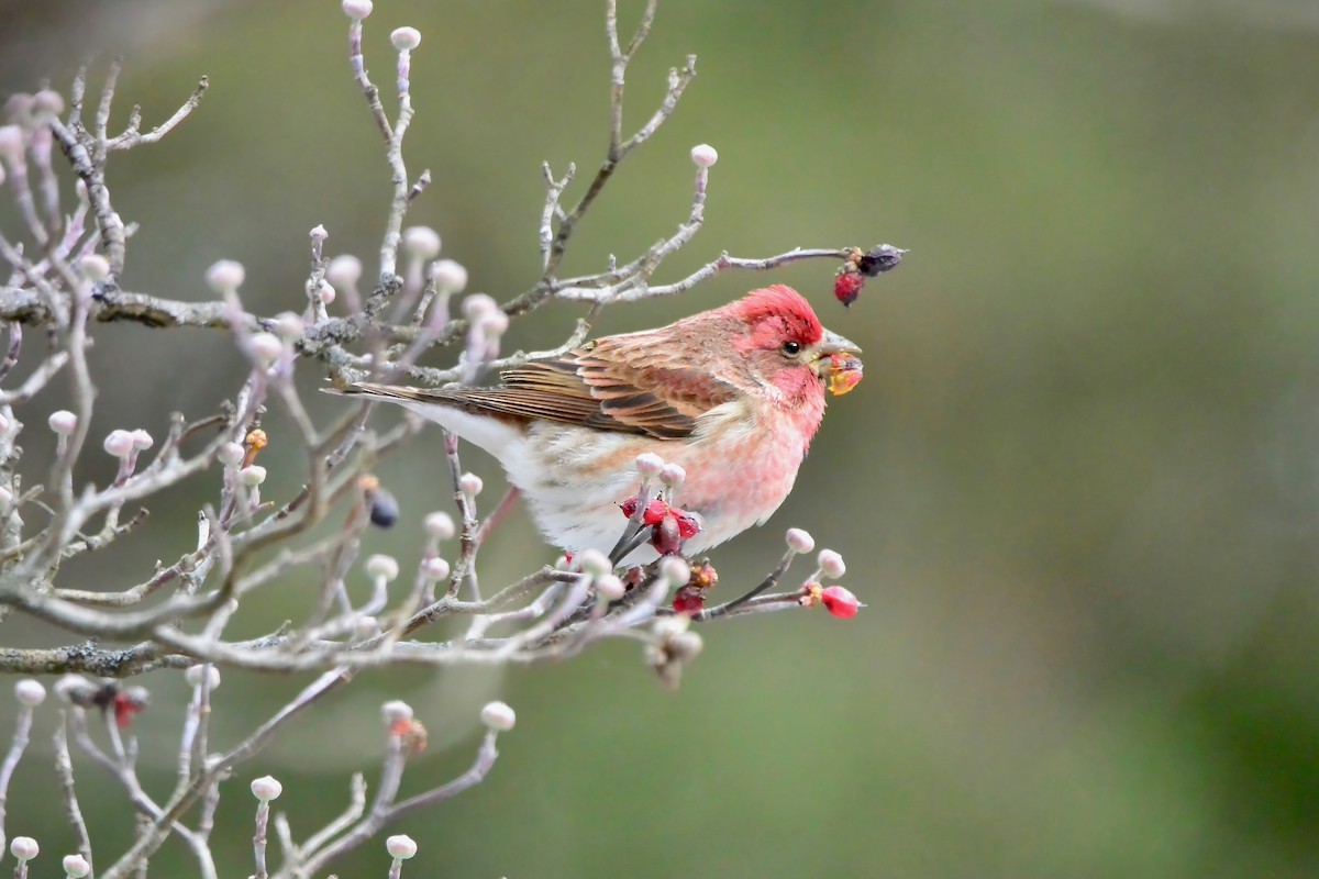 Purple Finch - ML646987506