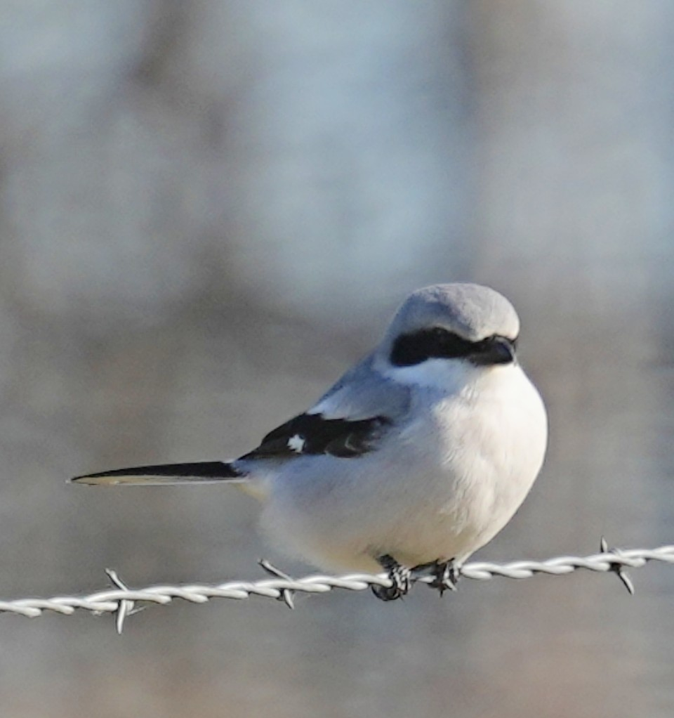 Loggerhead Shrike - ML646987511