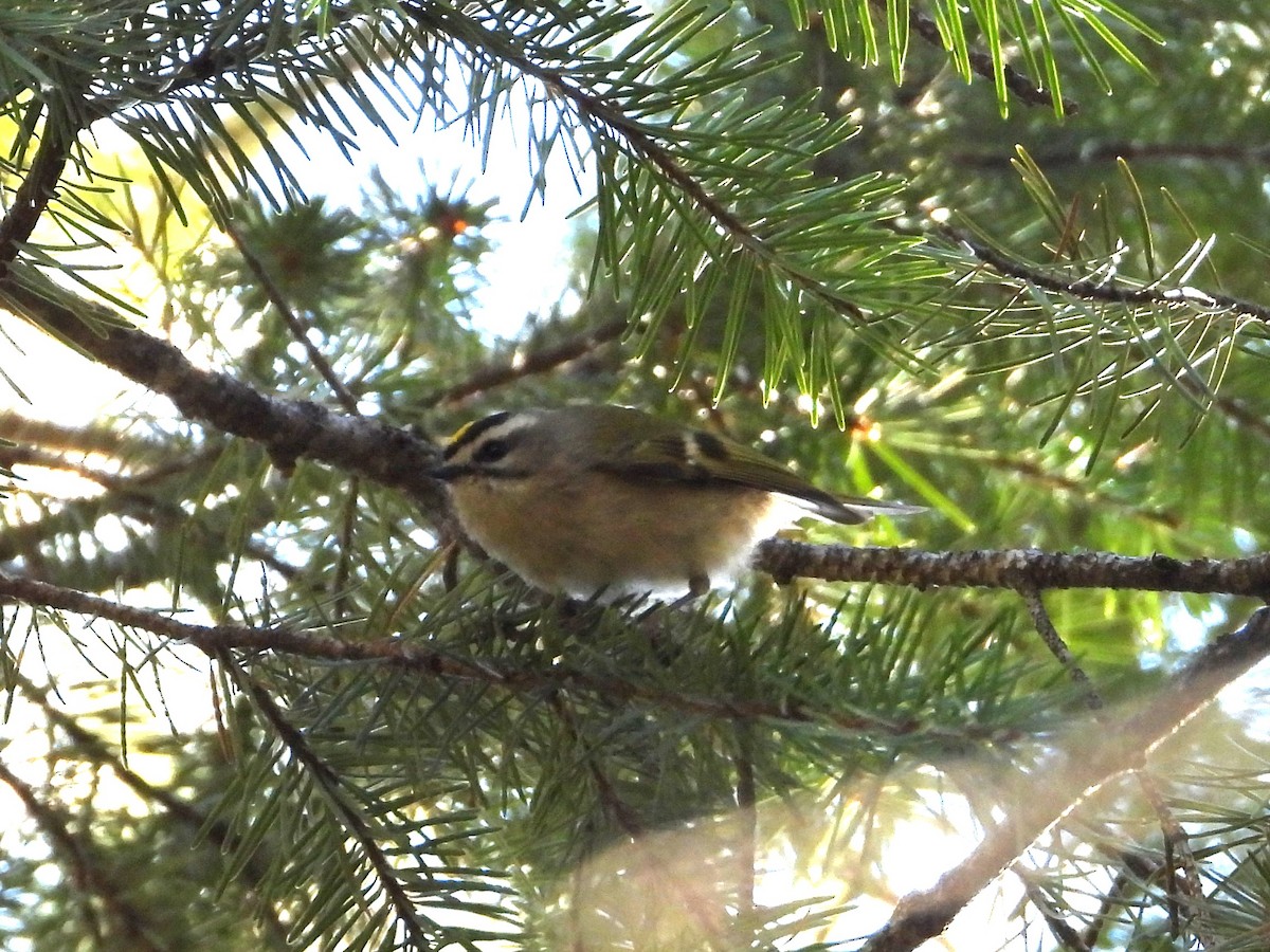 Golden-crowned Kinglet - ML646987512