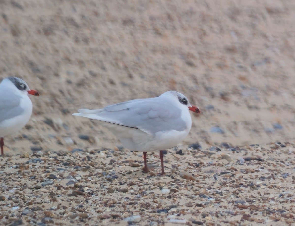 Mediterranean Gull - ML646987513