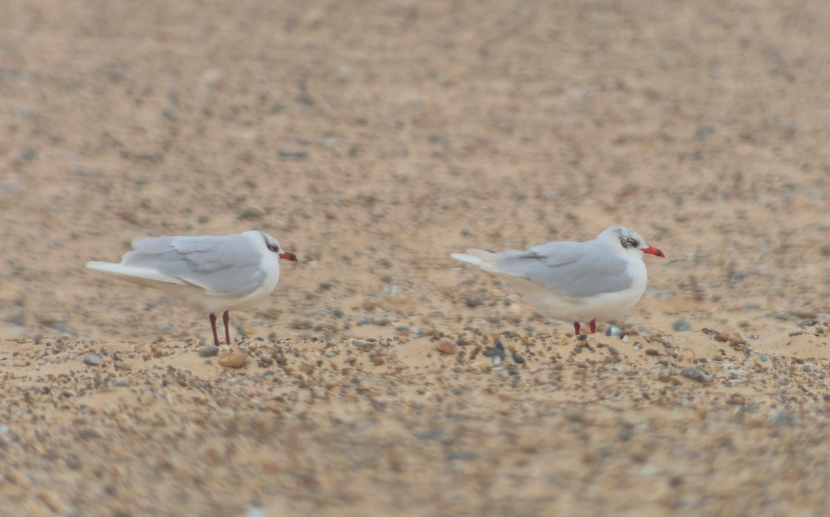 Mediterranean Gull - ML646987514
