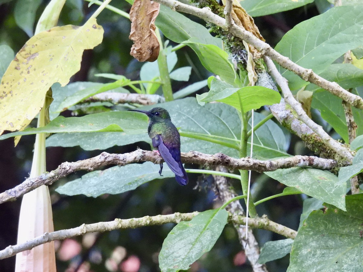 Bronze-tailed Plumeleteer - ML646987519