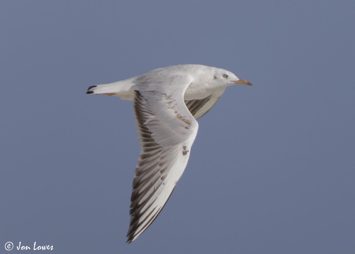 Antxeta mokozorrotza - ML646987520