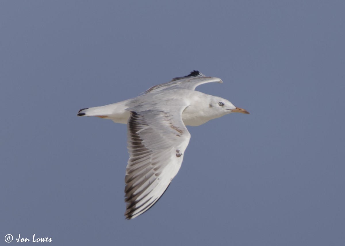 Antxeta mokozorrotza - ML646987521