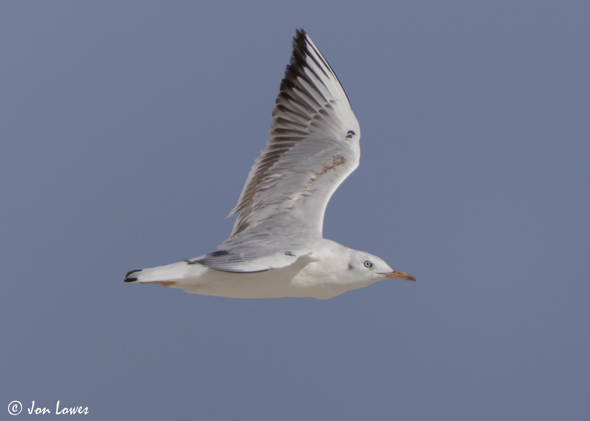 Antxeta mokozorrotza - ML646987522