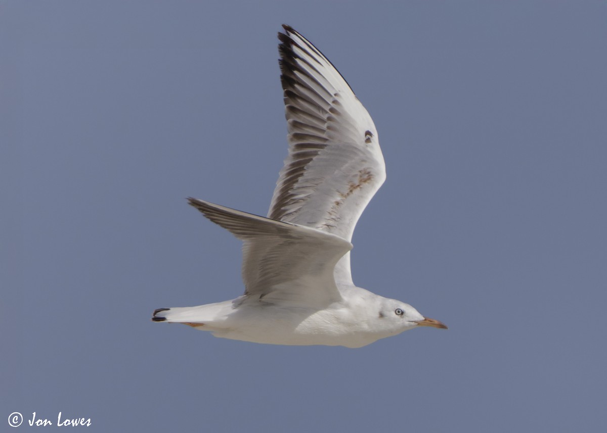 Antxeta mokozorrotza - ML646987523