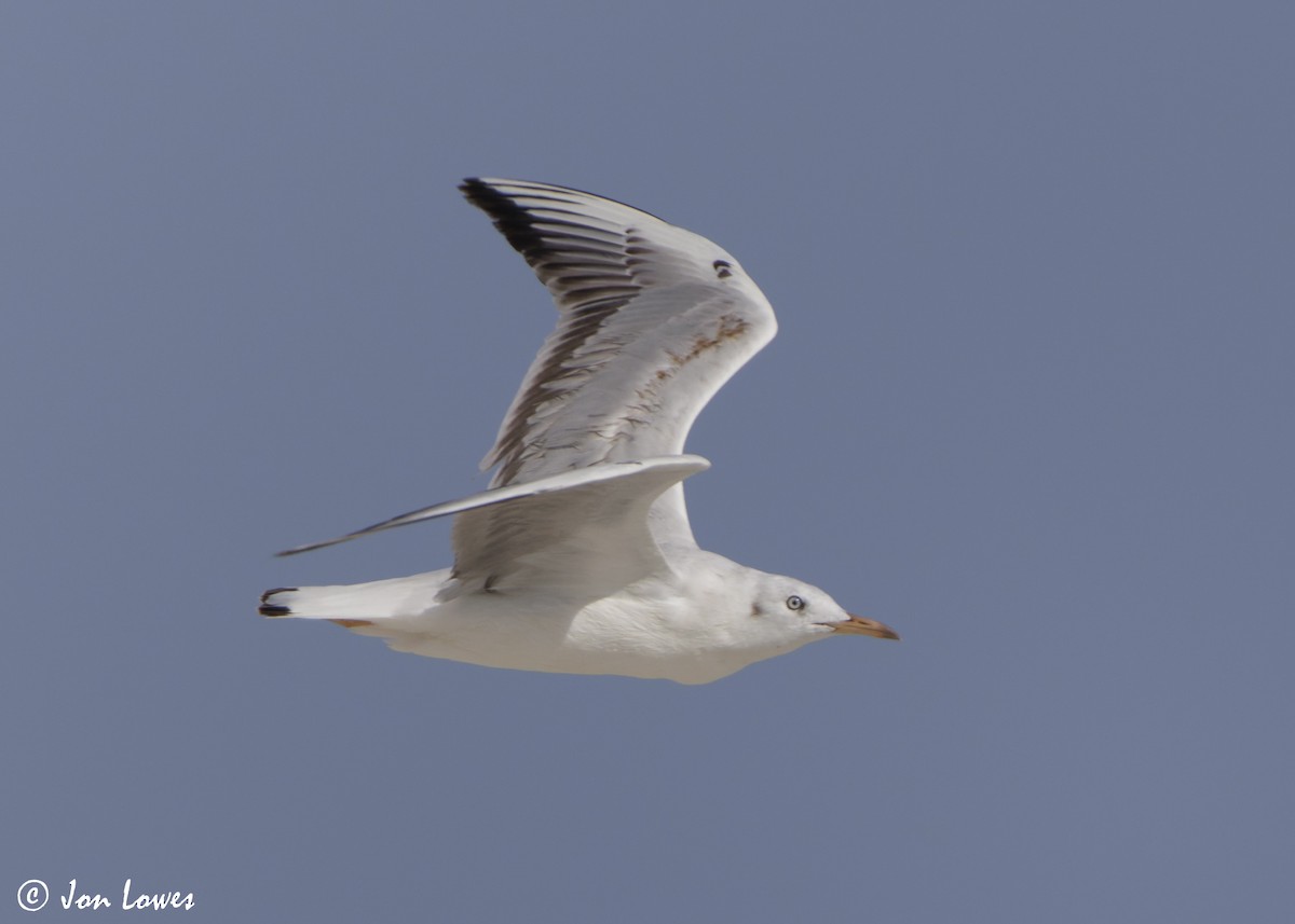 Antxeta mokozorrotza - ML646987524