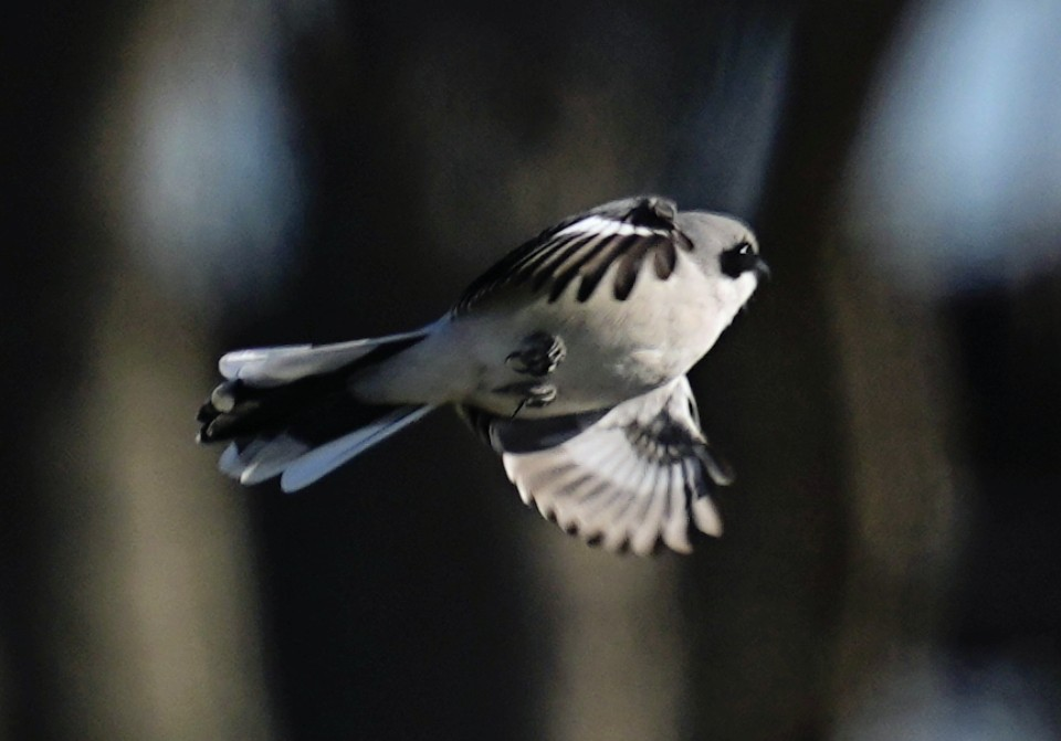 Loggerhead Shrike - ML646987525