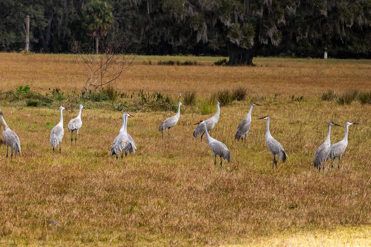 Канадский журавль - ML646987542