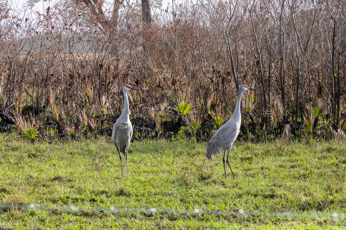 Канадский журавль - ML646987543