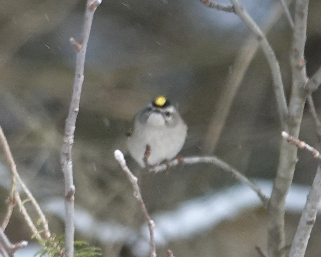 アメリカキクイタダキ - ML646987545